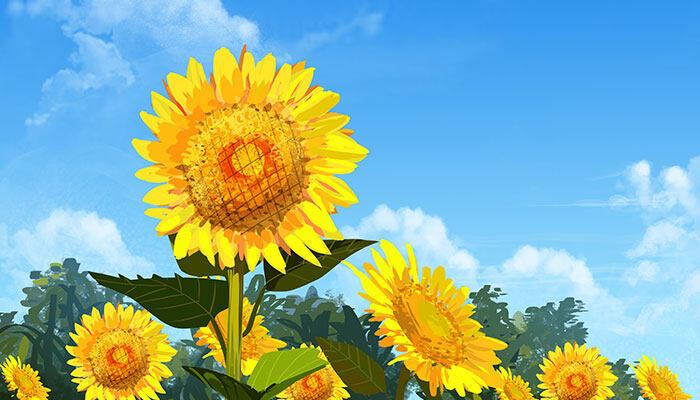 太阳花的养殖方法和注意事项 太阳花的养殖方法和注意事项