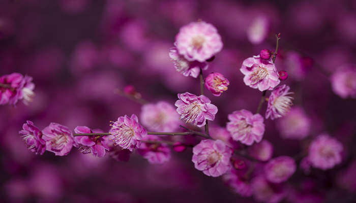 梅花特点 梅花特点