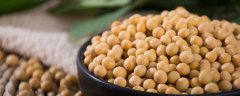 长农26大豆介绍