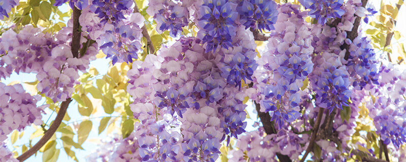 紫藤花语 紫藤花语