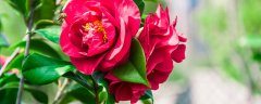 茶花春节能开花吗