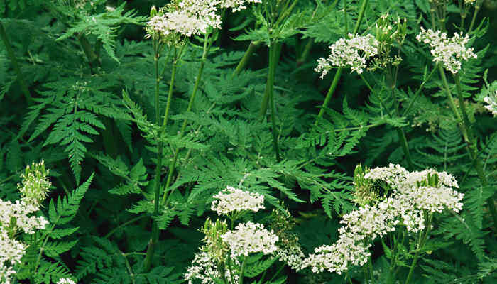 吉姆蕨花寓意是什么 吉姆蕨花寓意是什么