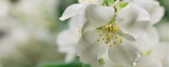 茉莉花多少度搬到室内