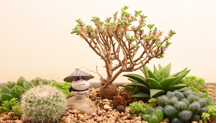 植物机械组织分布在哪 植物机械组织分布在哪