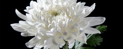 昙花长什么样