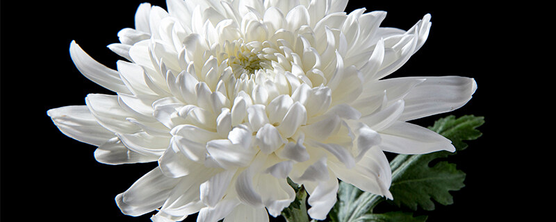 昙花长什么样 昙花长什么样