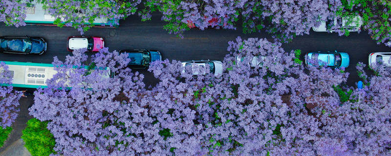 开蓝色花的花卉有哪些