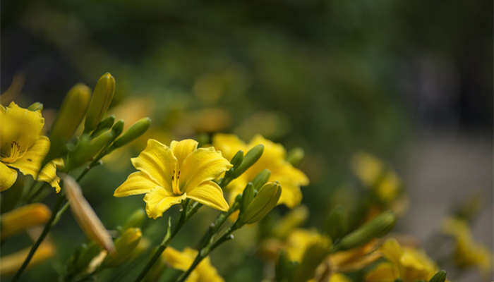 黄花是什么花 黄花是什么花