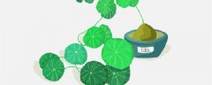 山乌龟植物怎么养