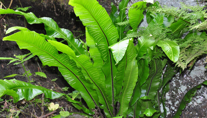 蕨类植物属于什么植物 蕨类植物属于什么植物