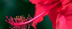 朱槿花的花语和寓意