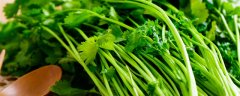 秋季适合种什么
