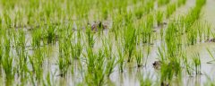 水稻在大雪还是立夏播种