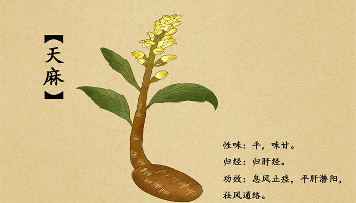 天麻是几年生草本植物 天麻是几年生草本植物