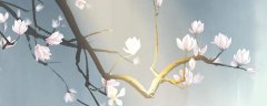 玉兰花枝条可以水培吗