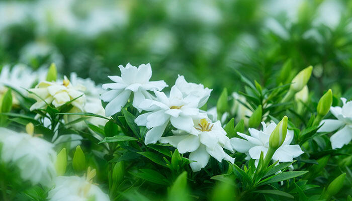 栀子花水培最佳时间 栀子花水培最佳时间