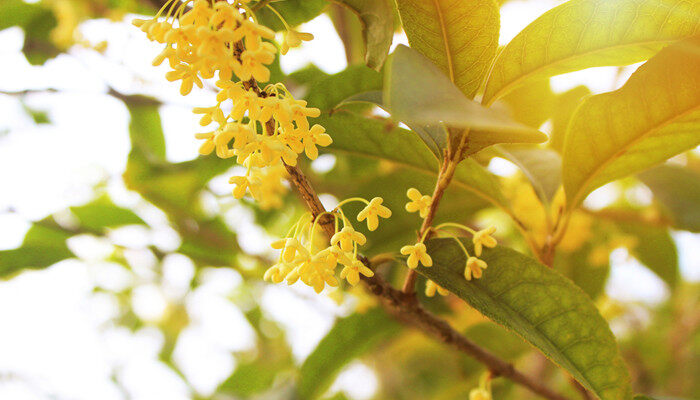 杭州的市花是哪一种花 杭州的市花是哪一种花