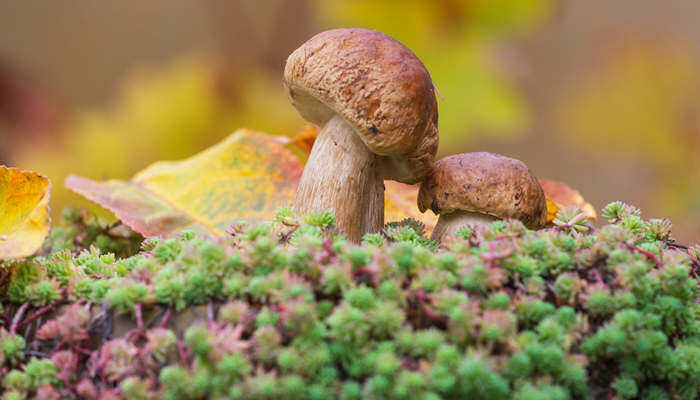 一万袋平菇一天能收多少斤 一万袋平菇一天能收多少斤