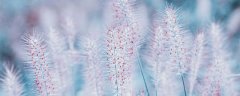 狗尾巴花的花语是什么?
