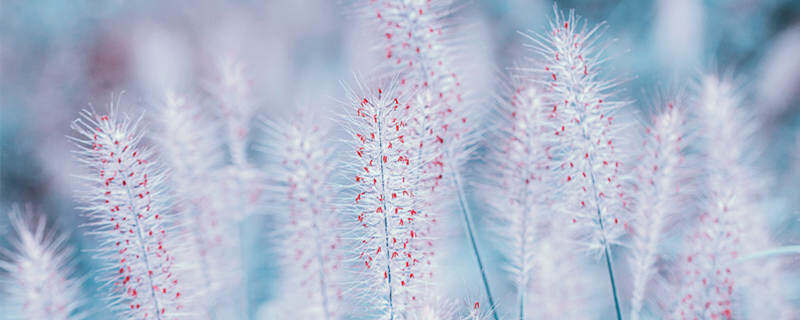 狗尾巴花的花语是什么? 狗尾巴花的花语是什么?