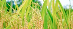 插秧是什么季节
