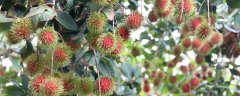 红毛丹成熟的季节是几月