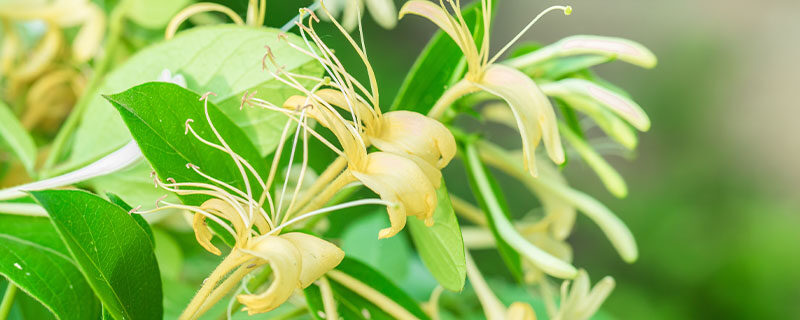 金银花可以插枝种植吗 金银花可以插枝种植吗