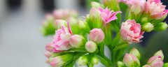 长寿花一年开几次花