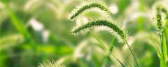 草铵膦和百草枯一样吗