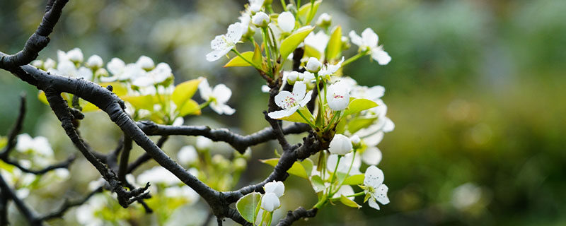 梨花长什么样子
