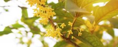 桂花的特点和品质