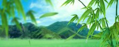竹子是裸子植物还是被子植物
