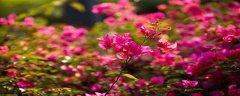 深圳市花为什么是簕杜鹃