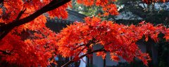 枫树叶子像什么,青松叶子像什么
