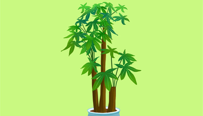 发财树秋天叶子发黄怎么办 发财树秋天叶子发黄怎么办