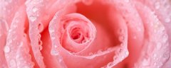 玫瑰花一年四季都开吗