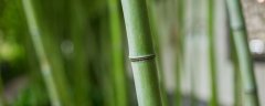 云竹怎样种植和管理