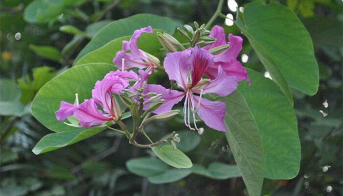 油茶花的养殖方法 油茶花的养殖方法