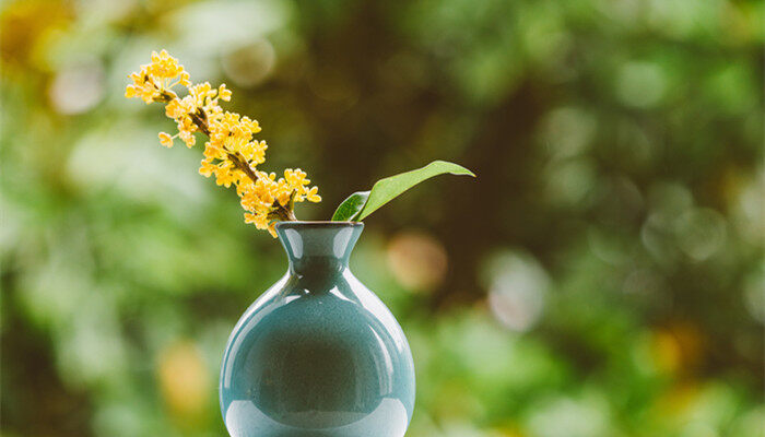 桂花牵牛花芙蓉百合哪个不是同一季节 桂花牵牛花芙蓉百合哪个不是同一季节