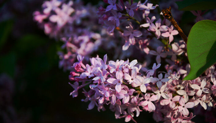 丁香花生长在什么地方 丁香花生长在什么地方