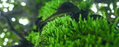 苔藓可以养在水中么