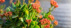花卉生产与花艺专业主要学什么