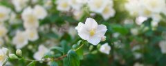茉莉花叶子发黄是怎么回事