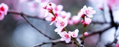 四季最有代表性的花
