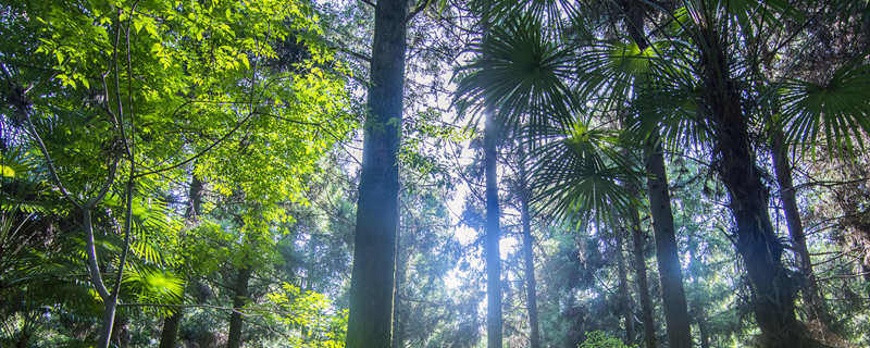 黄帝手植柏真实树龄 黄帝手植柏真实树龄