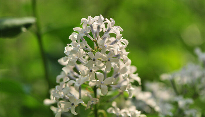 丁香花为什么是西宁的市花 丁香花为什么是西宁的市花