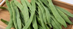 四季豆种植时间