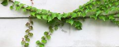 古藤的特点