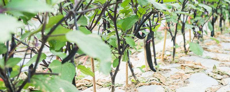 6月份至8月份种什么菜 6月份至8月份种什么菜