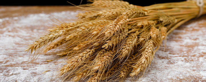 新麦45品种介绍 新麦45品种介绍